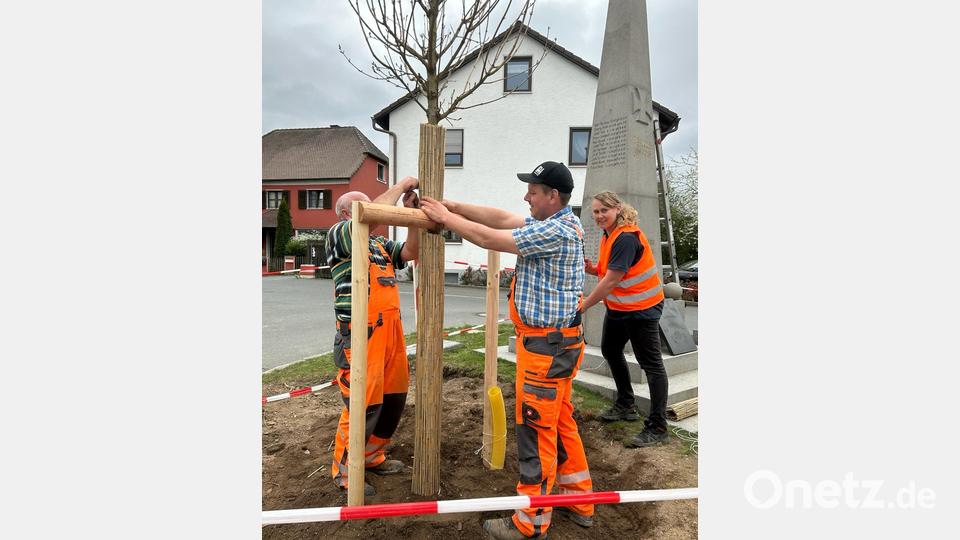 Zwei Mitarbeiter des kommunalen Bauhofes Moosbach und Beraterin Eva-Marie Pöllmann pflanzen die Bäume. Bild: gi