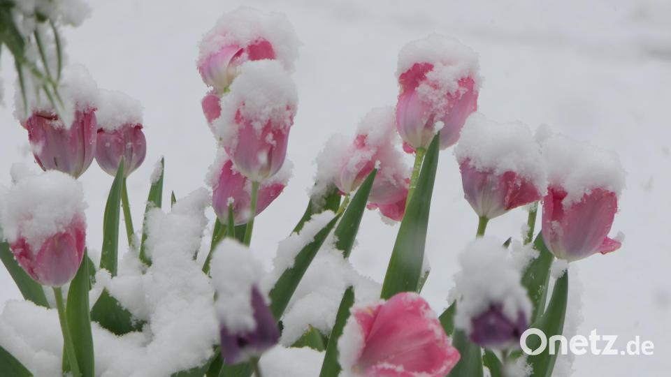 Schnee hat sich auf Blättern und Blüten der Obstbäume und Tulpen abgesetzt. Bild: ils