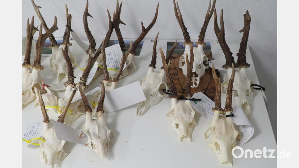 Gehörne und Geweihe werden bei der Hegeschau des Jagdverbandes, Kreis Weiden-Neustadt, gezeigt und auch bewertet. Bild: adj