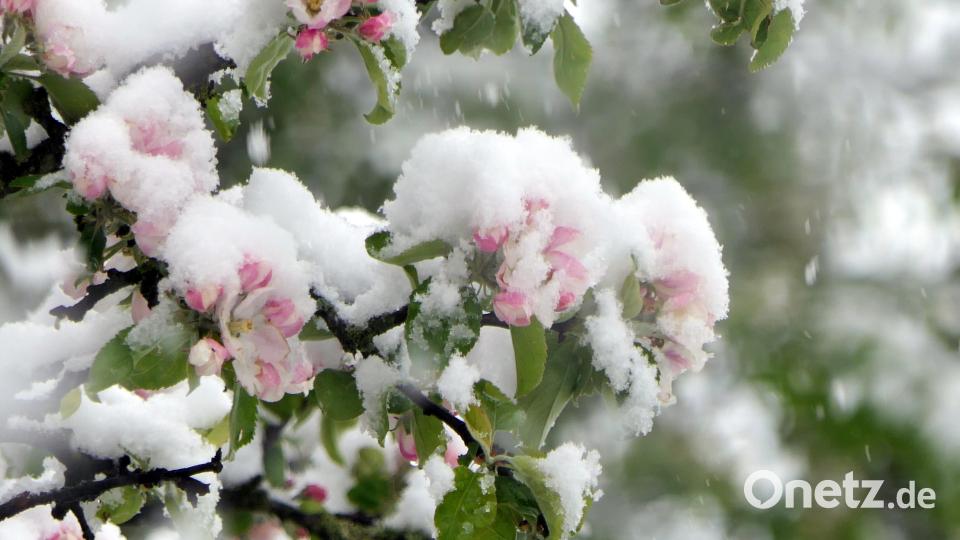 Schnee hat sich auf Blättern und Blüten der Obstbäume und Tulpen abgesetzt. Bild: ils