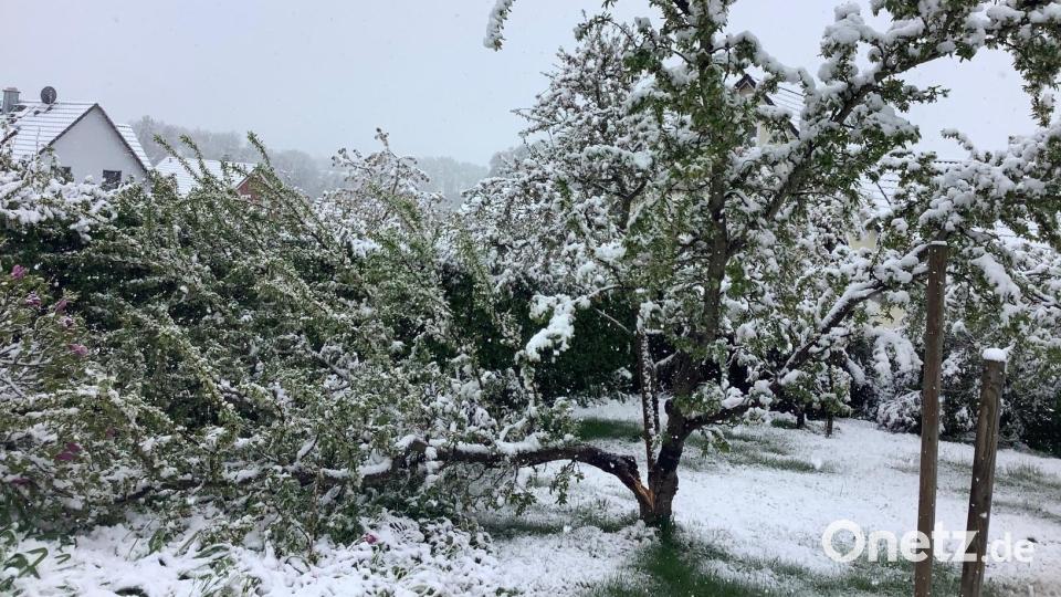 Der sehr nasse und dadurch schwere Schnee bog Bäume und Sträucher nach unten und zur Seite. So mancher geschwächte Baum hielt dieser Belastung nicht stand. Wie auch im Garten der Familie Rupprecht. Dort wurde ein Mirabellenbaum in der Mitte gespalten. Bild: rpp