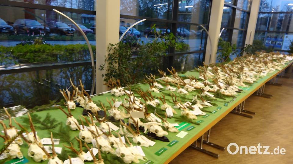 Hegeschau der Jagdkreisgruppe Kemnath. Bild: Gerhard Schraml/exb