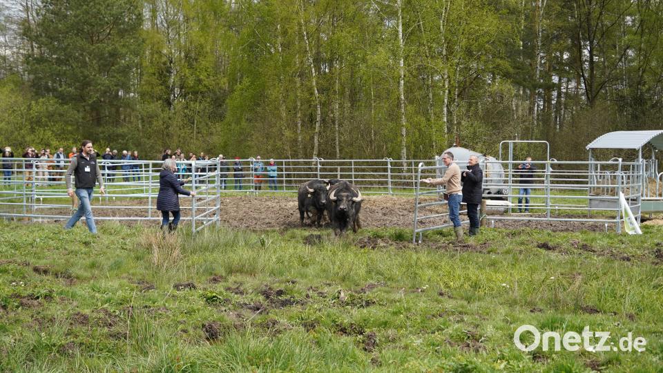 In der Waldnaabaue leben seit Freitag vier Karpatenbüffel. Die Tiere aus Niedersachsen sind Teil des Projekts &quot;Wilde Weiden Waldnaabaue&quot;. Beweider Josef Schmidt, Ulrike Lorenz vom Bayerischen Nautrschutzfond, Sascha Müller-Kraenner, Bundesgeschäftsführer der Deutschen Umwelthilfe und Landrat Roland Grillmeier (von links) öffneten das Gatter. Bild: kaz