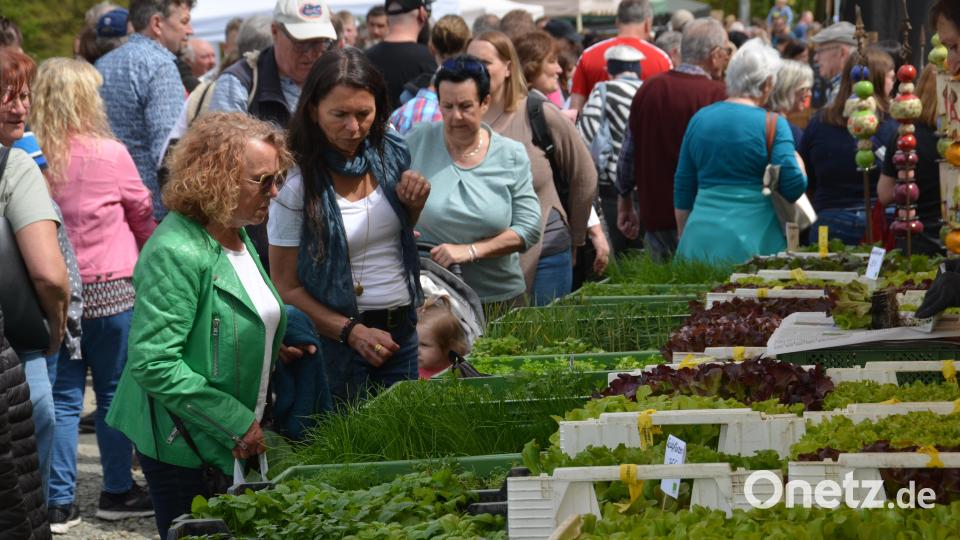 Die Auswahl an Setzlingen für den Kräuter- und Gemüsegarten war riesig. Bild: dob
