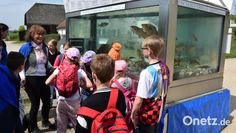 Die Fische im großen Aquarium kannten die meisten Schüler. Bild: bnr