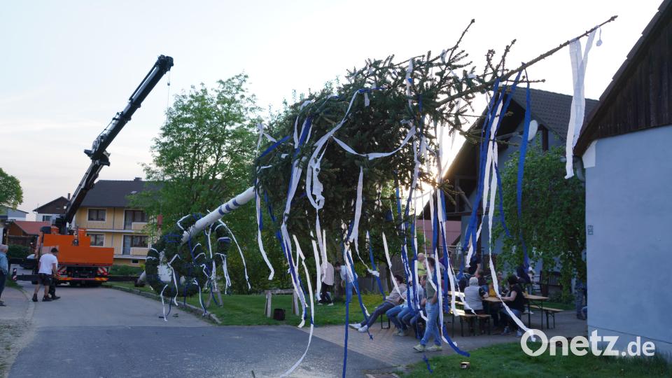 In Spielberg wird der Maibaum mit einem Kran präzise in der Dorfmitte platziert. Bild: Franz Völkl/exb