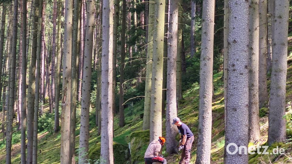 Absägen des Maibaums Bild: Florian Schopper