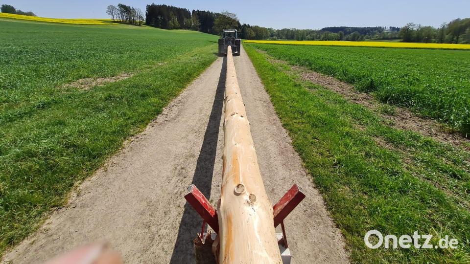 Transport des Maibaums Bild: Florian Schopper