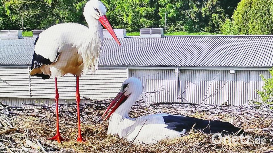 Viel Arbeit steht den Storchen-Eltern bevor: Am Dienstagmittag schlüpfte das erste Küken, zwei weitere Eier, die ebenfalls ausgebrütet werden, sind noch im Nest Bild: lst/exb