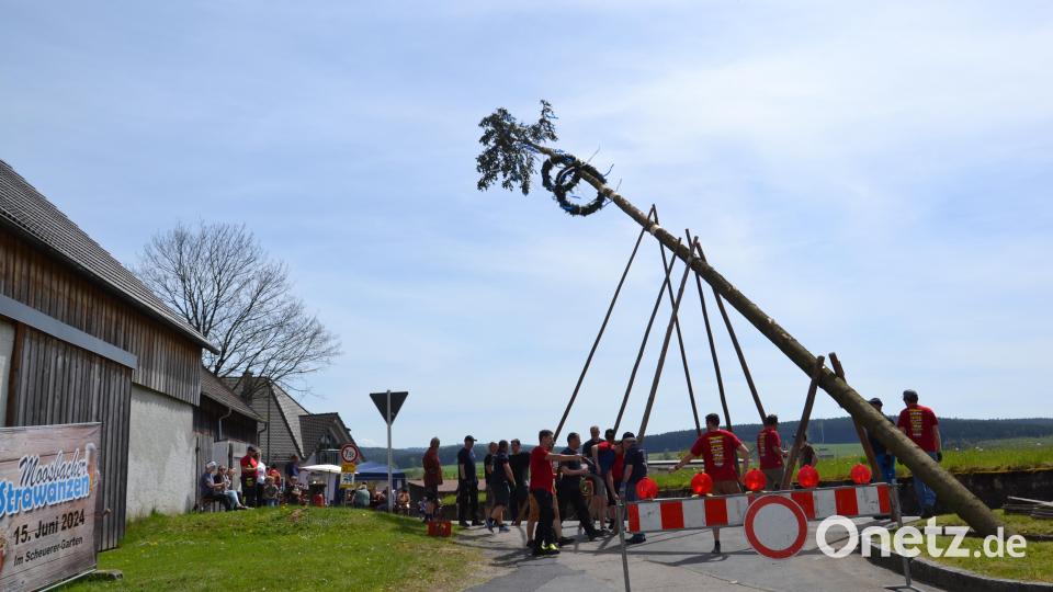 Die Feuerwehr Burgtreswitz stellt ihren Maibaum auf, der mit zwei Kränzen und blau-weißen Bändern geschmückt ist. Bild: gi