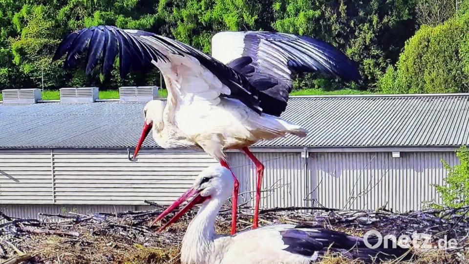 Viel Arbeit steht den Storchen-Eltern bevor: Am vergangenen Dienstagmittag schlüpfte das erste Küken, zwei weitere Eier, die ebenfalls ausgebrütet werden, sind noch im Nest. Bild: lst/exb
