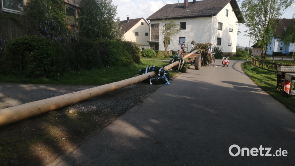 32 Meter lang ist der Maibaum Mallersricht. Bild: Martin Beutner/exb