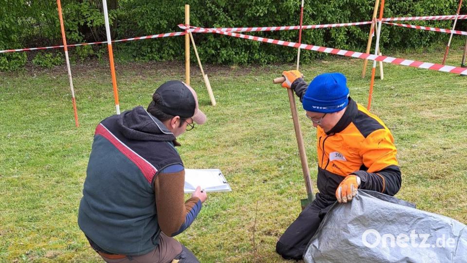 Wie setzt man Buchensetzlinge richtig? Bild: wrm