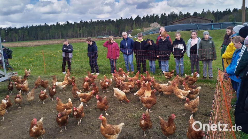 Die Schüler aus Weiherhammer besuchen die Hühner auf dem Bauernhof in Rupprechtsreuth. Bild: Elisabeth Huber AELF