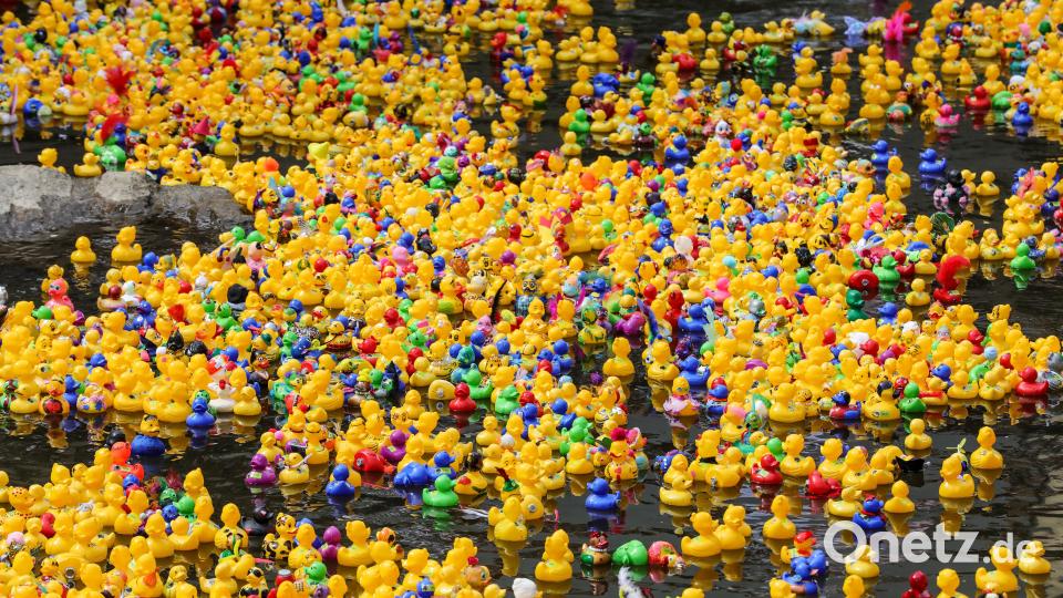 So viele schöne und bunte Enten gab es noch nie. Bild: Wolfgang Steinbacher