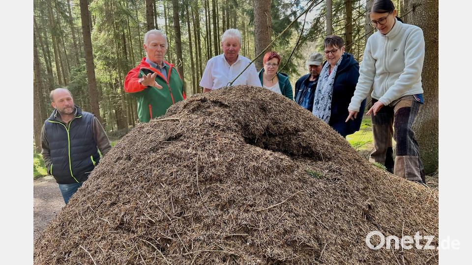 OWV-Vorsitzender und Naturschutzbeirat Alois Lukas (Zweiter von links) erklärt die Bedeutung der Ameisen für den Wald und freut sich über die Ansiedlung mehrerer Nesthügel. Bild: Gabi Schönberger