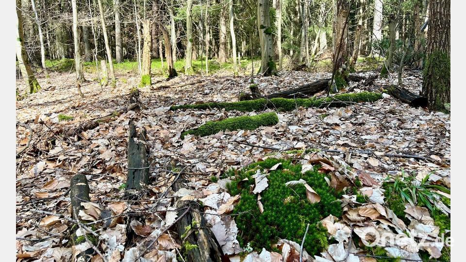 Dieser Standort war dem Ameisenvolk offenbar nicht gut genug. Bei der Nachschau entdeckt Alois Lukas, dass das einstmals hier abgesetzte Nest rund 100 Meter weiter wanderte. Bild: Gabi Schönberger