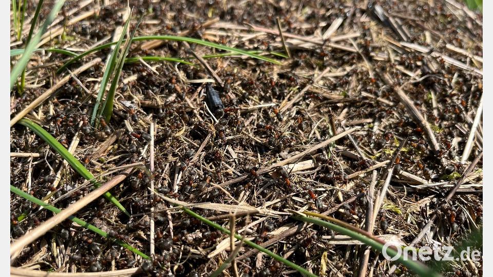 Es wuselt im Ameisenhaufen. Hunderttausende Bewohner können hier leben. Bild: Gabi Schönberger