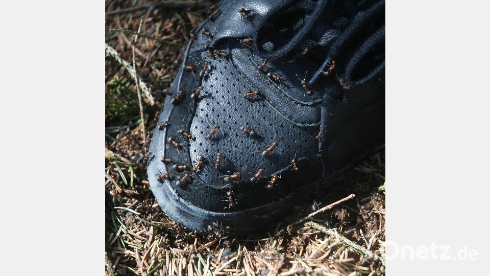 Mit dem Schuh zu nah am Ameisenhaufen. Sofort sind die kleinen Krabbler zur Stelle. Bild: Gabi Schönberger