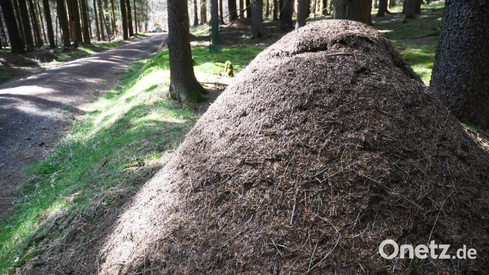 Ein beachtlicher Ameisenhaufen am Fischerberg. Die Tiere scheinen sich hier wohl zu fühlen. Bild: Gabi Schönberger