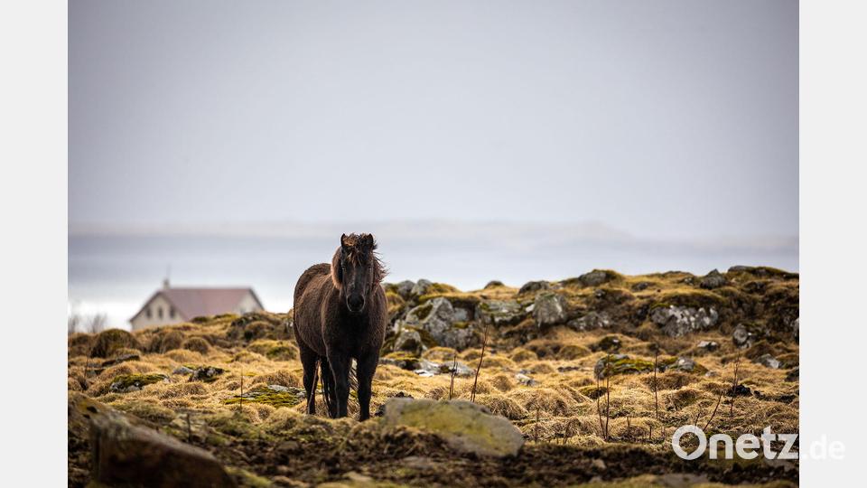 Island-Pferde gehören wohl zu den zähesten Landbewohnern. Sommer wie Winter sind sie auf ihren Koppeln zu finden. Und: Man sollte sie niemals Pony nennen. Das macht sie wütend. Bild: Peter Müller