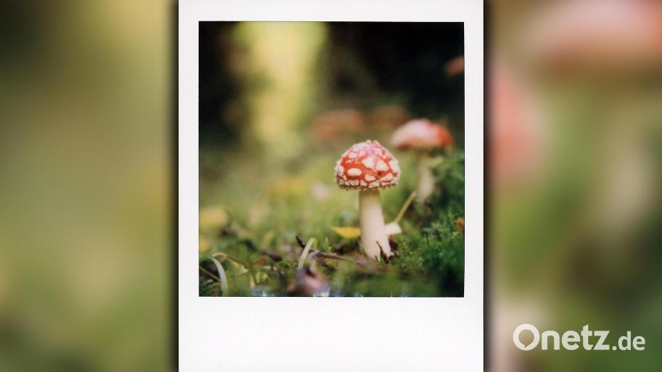 Herbst ist Fliegenpilz-Zeit. Auch in der analogen Fotografie. Bild: Anna Borek