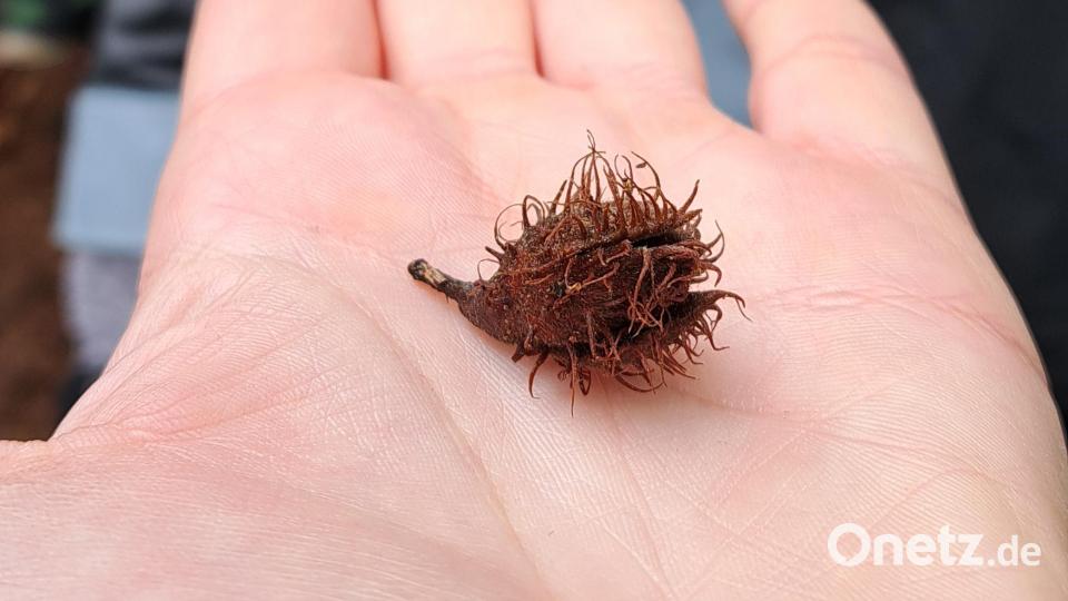 Was Kinderaugen sehen können: „Die Buchecker sieht wie ein Igel aus!“ Bild: Judith Zeitler/exb