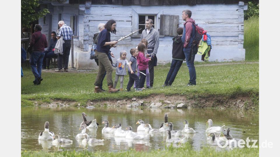Die Gänse präsentieren beim Museumstag stolz ihren Nachwuchs. Bild: Hirsch