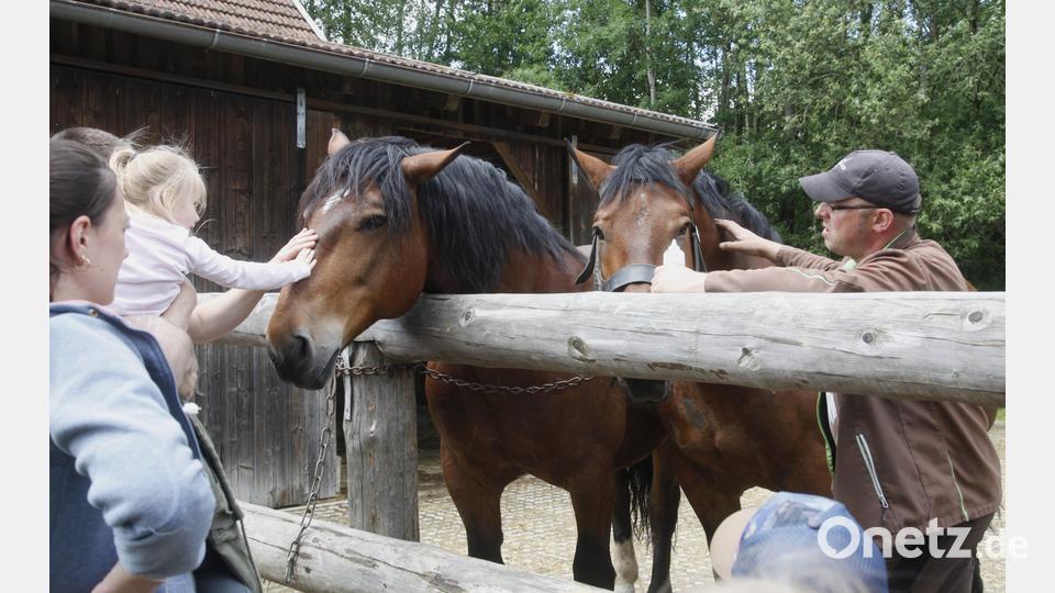 Die Kaltblutpferde Leo und Fonse kommen an den Gatterzaun und begrüßen die Besucher. Bild: Hirsch