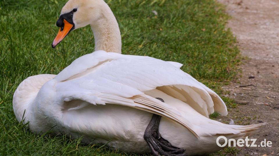 Der männliche Schwan im Sulzbach-Rosenberger Stadtpark ist ein Prachtexemplar. Hans Weiß: "Er ist außerordentlich groß, so groß habe ich das noch nie gesehen." Im April zeigte er häufig aggressives Verhalten, das scheint sich nun aber gelegt zu haben. Bild: Stephan Huber