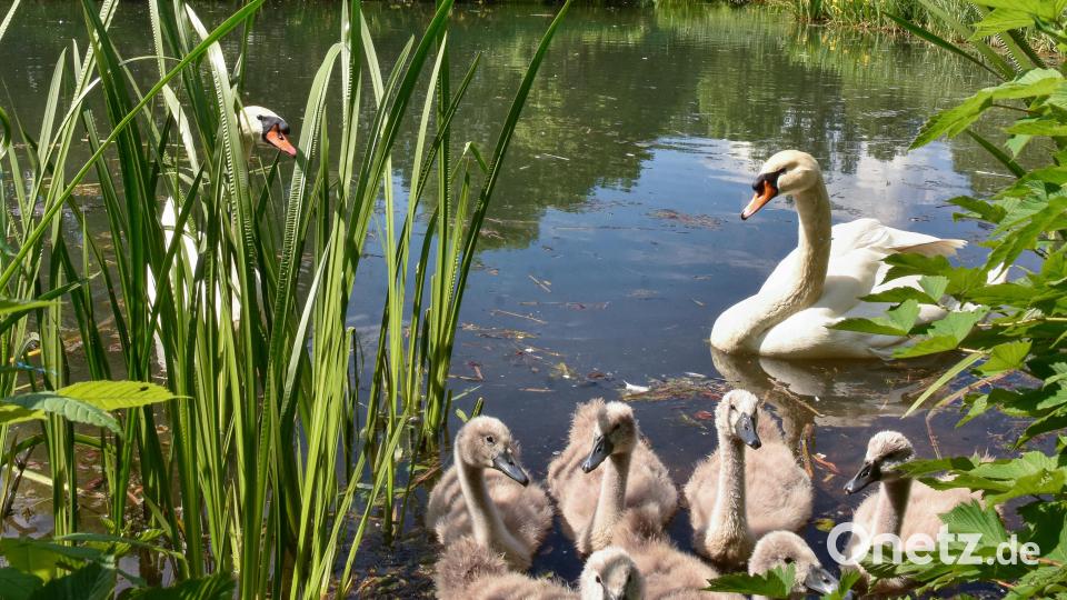 Die Schwanenfamilie im Sulzbach-Rosenberger Stadtpark ist wieder glücklich vereint. Mutter und insbesondere der Vater haben jedoch einen wachen Blick auf die sechs Schwanenküken. Bild: Stephan Huber