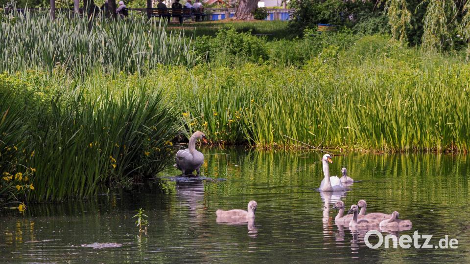Auch wenn der nur wenige Wochen alte Nachwuchs niedlich ausschaut, Schwanenvater und -mutter verstehen keinen Spaß: Menschen sollten respektvoll Abstand halten. Die Tiere betrachten den Park als ihr Wohnzimmer und Spaziergänger als Eindringlinge. Bild: Stephan Huber