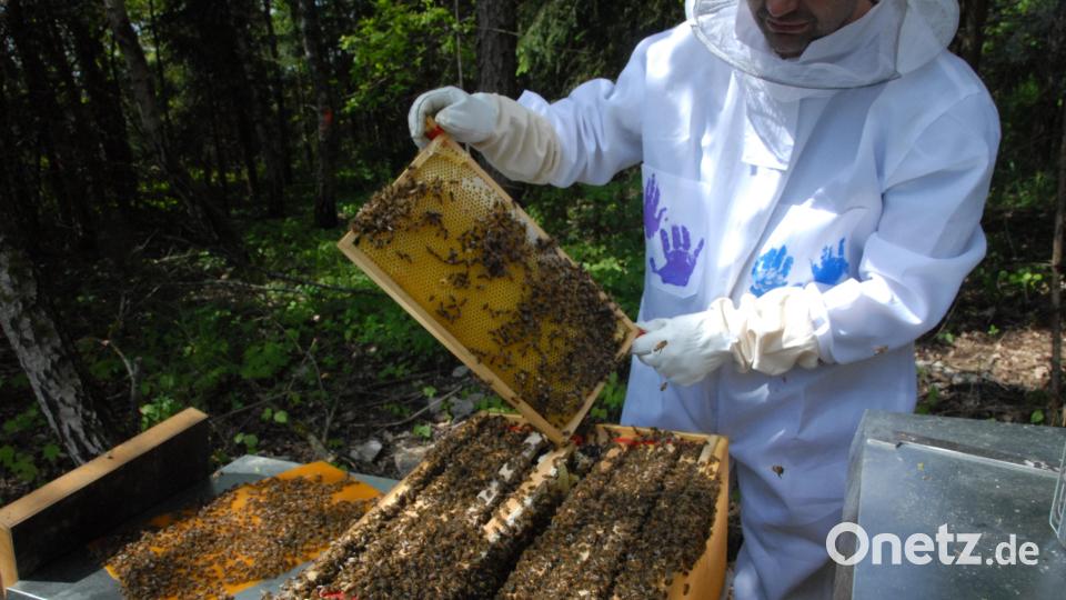 Gut entwickelt haben sich Bienenvölker bei den Imkern in Schmidmühlen. Bild: pop