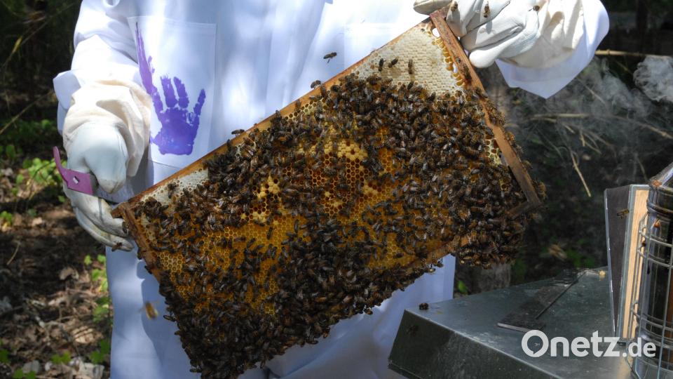 Gut entwickelt haben sich Bienenvölker bei den Imkern in Schmidmühlen. Bild: pop