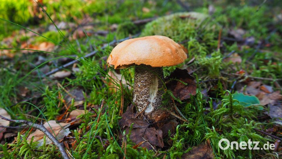 Eine Rotkappe – für Mai schon sehr früh. Bild: Norbert Tretter/exb