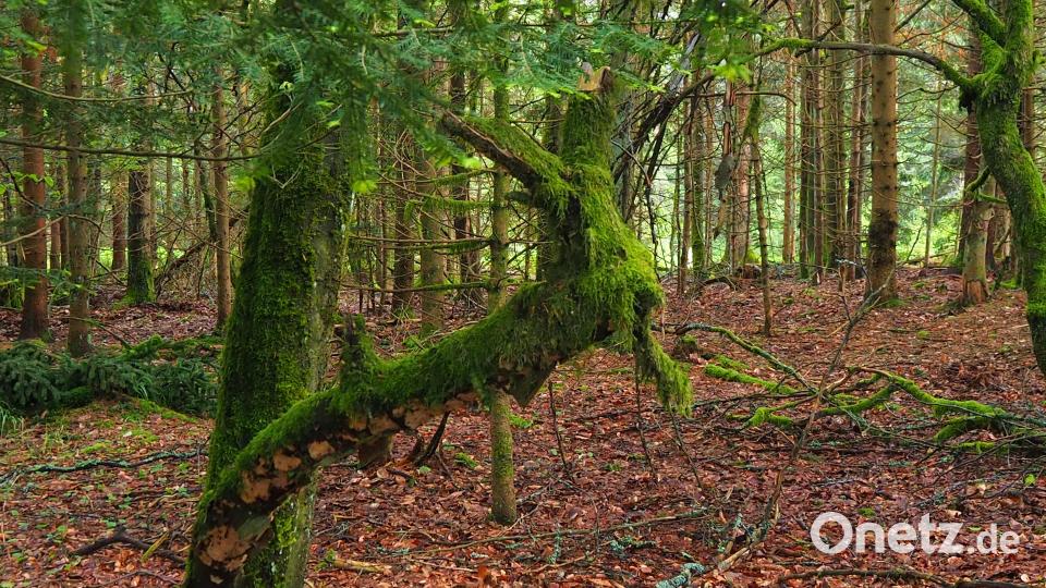 Das Moos am Ast zeigt für Norbert Tretter einen Esel, es könnte auch eine Geiß sein bis zum Dinosaurierschädel. Bild: Norbert Tretter/exb
