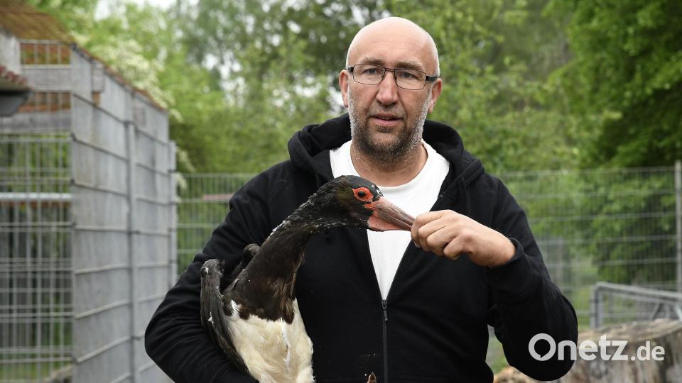 "Natürlich war das für den Schwan zuerst ein Schock, aus der Familie rausgerissen zu werden. Aber das Gehege war für ihn ein neutraler Raum, er hatte dort keinen Gegner mehr, er konnte sich abreagieren und runterkommen." (Hans Weiß, Leiter der Tierauffangstation "Das Nest" in Kümmersbuch) Bild: Petra Hartl