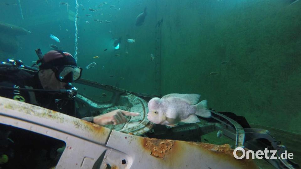 Ziel des Ausflugs war unter anderem die Identifikation von Süßwasserfischen. Bild: T. Neufeld/exb