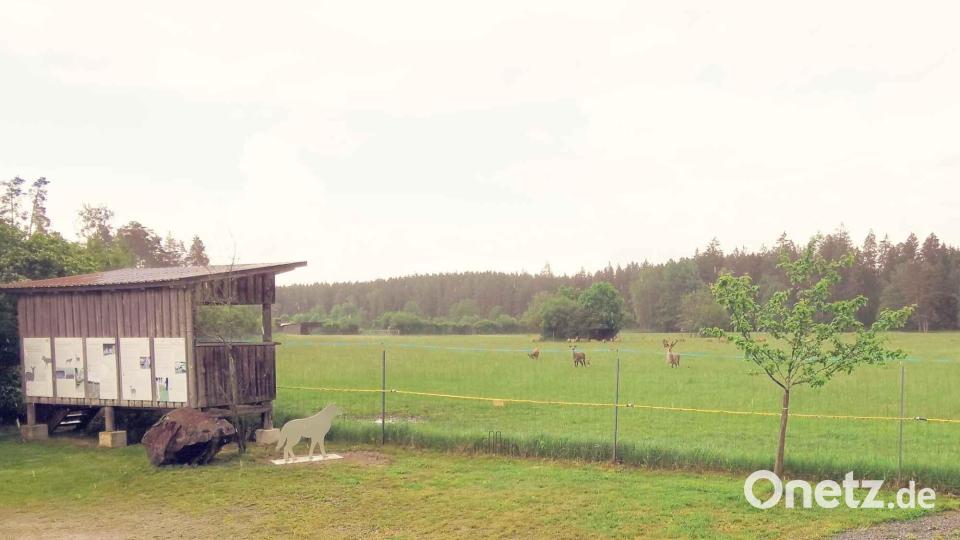 Eine Infotafel mit dem Wolfsymbol und ein Wildgehege gibt Einblicke ins reiche Angebot bei Pfrentschweiher. Bild: gz