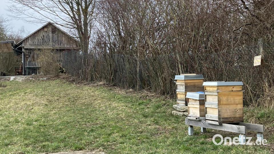 Mittlerweile haben auf dem Gelände des Obst- und Gartenbauvereins auch vier Völker des Bienenzuchtvereins ein Zuhause gefunden. Archivbild: rpp