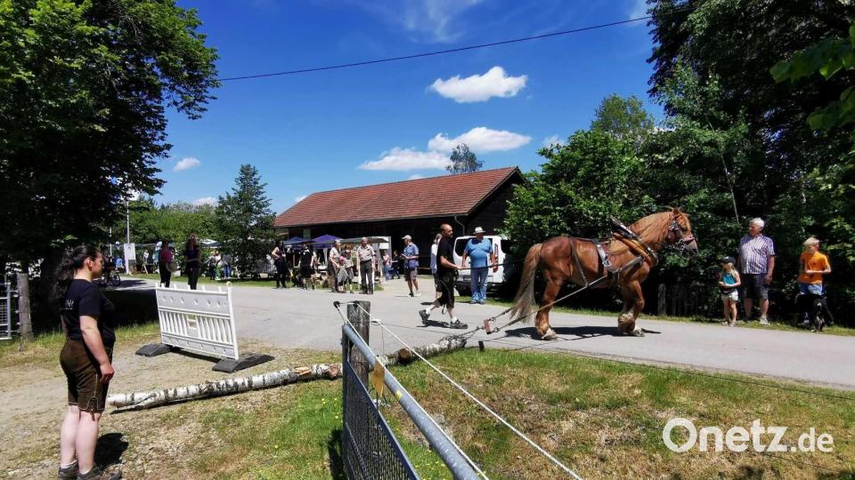 Keine Probleme beim Holzstamm-Rücken hatte das Kaltblutpferd &quot;Louis&quot;. Bild: gz