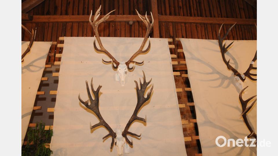 Das Sieger-Geweih (oben) aus Hohenfels brachte es auf 196 Punkte, auf Platz zwei kam eine Trophäe (unten) aus Grafenwöhr mit 195 Punkten. Bild: ge
