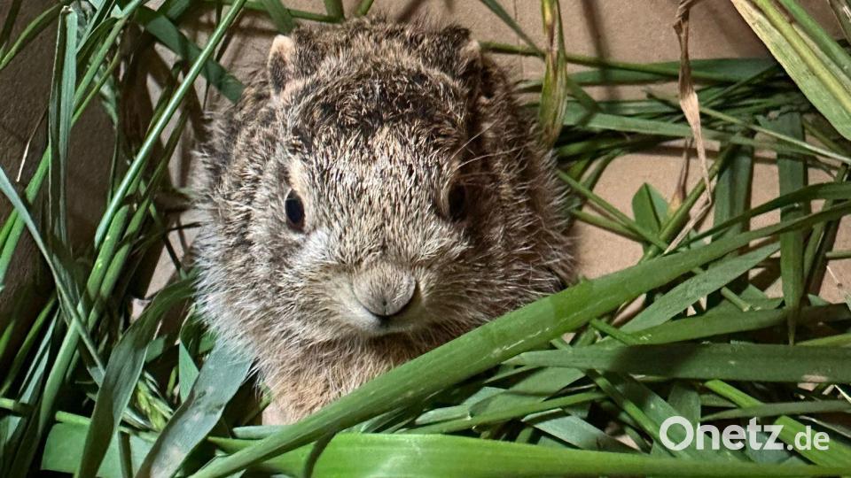 Der kleine Feldhase wird jetzt beim Tierschutzverein Städtedreieck aufgepäppelt. Bild: Daniel Tröger, PI Neunburg/exb