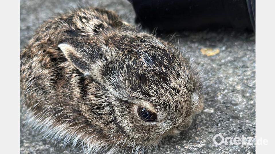Ein aufmerksamer Bürger sichtet den kleinen Feldhasen am Friedhof in Neunburg. Bild: Daniel Tröger, PI Neunburg/exb