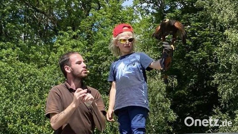Ein Kind der Gruppe durfte sogar einen Wüstenbussard auf seinem Arm landen lassen. Bild: Kinderhaus Steinwaldzwerge/exb