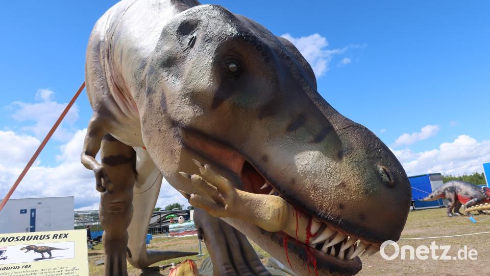 Keiner beißt so gut wie der T-Rex. Bild: Kunz