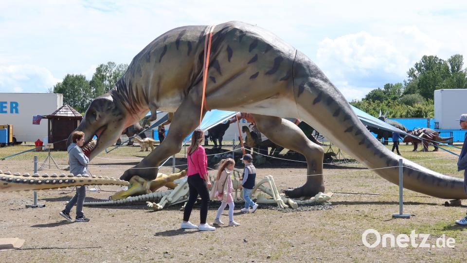 Dinos so weit das Auge reicht. Bild: Kunz