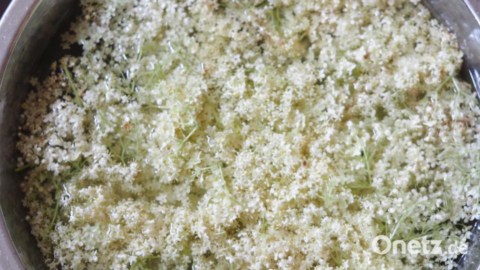 Holunderdolden in Zuckerwasser ziehen lassen. Bild: ils