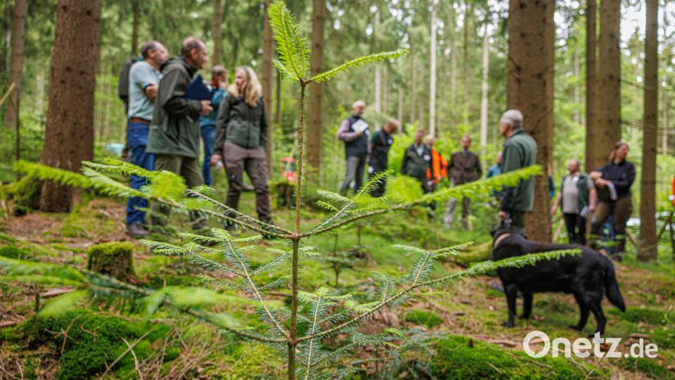Der Forstbetrieb Fichtelberg stellt die Weichen für den zukünftigen Wald. Über die Tanne, Hoffnungsträgerin für den Wald der Zukunft im Fichtelgebirge, wurde beim Forsteinrichtungsbegang in Fichtelberg intensiv diskutiert. Bild: Martin Hertel/exb
