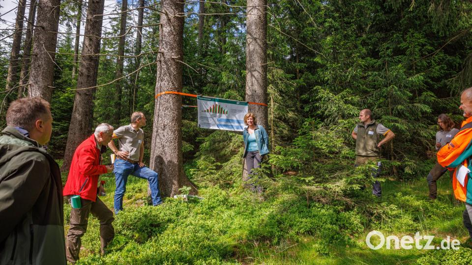 Der Forstbetrieb Fichtelberg stellt die Weichen für den zukünftigen Wald. Anhand der Waldinventurergebnisse diskutierten die Teilnehmer beim Forsteinrichtungsbegang über die zukünftige Waldbewirtschaftung im Fichtelgebirge. Bild: Martin Hertel/exb